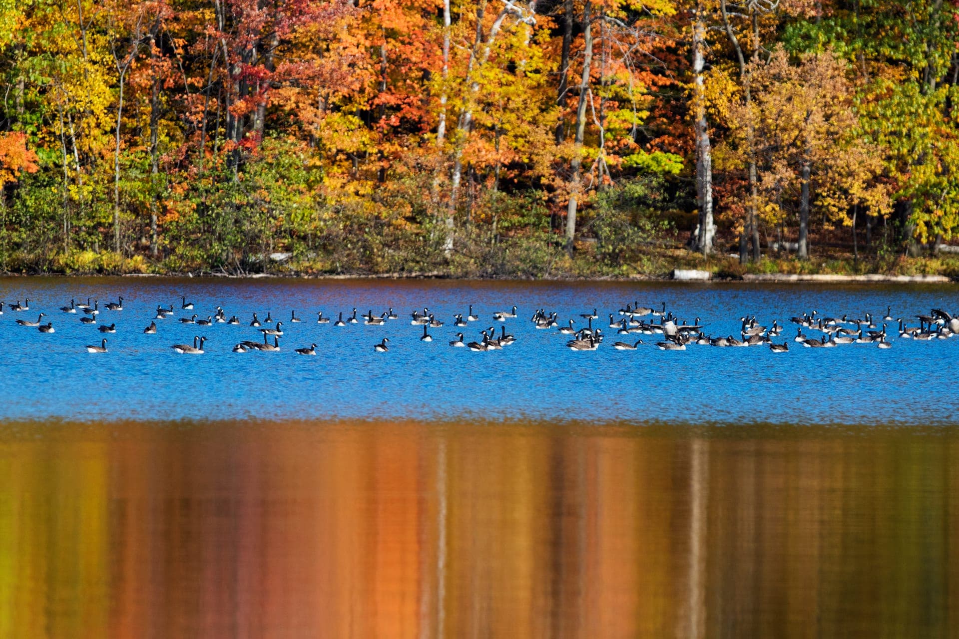 Canada geese resting on a Northern Michigan lake
