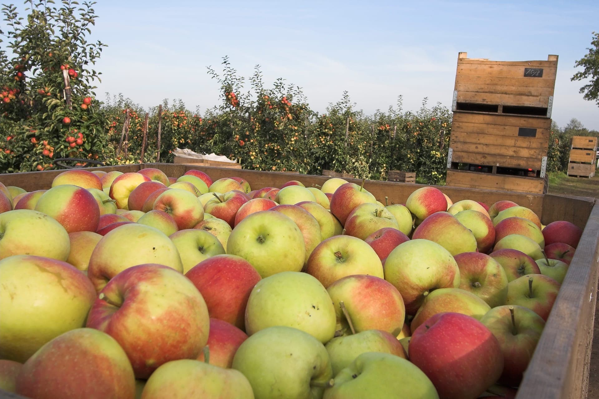 Crate of freshly picked Michigan apples